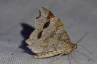 Macaria alternata