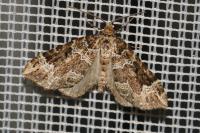 Lampropteryx suffumata
