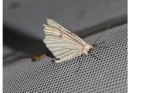 Siona lineata