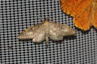 Anania lancealis