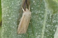 Mythimna riparia