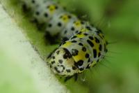 Cucullia verbasci