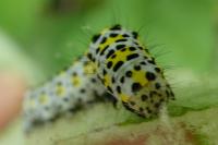 Cucullia verbasci