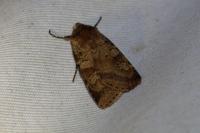 Diarsia mendica