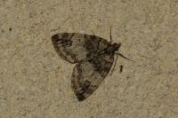 Hydriomena impluviata impluviata