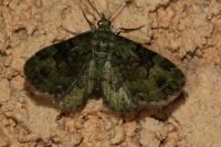 Pasiphila rectangulata
