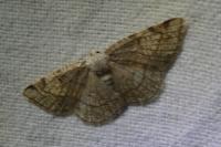 Stegania trimaculata