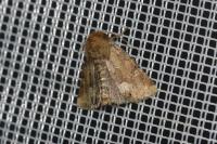 Oligia fasciuncula