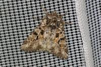 Pachetra sagittigera