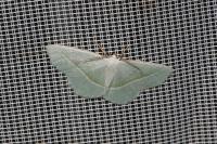Campaea margaritaria