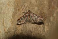 Gymnoscelis rufifasciata