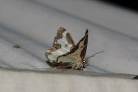 Lomaspilis marginata
