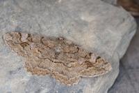 Alcis repandata