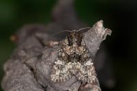 Apamea illyria
