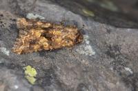 Conisania luteago olbiena
