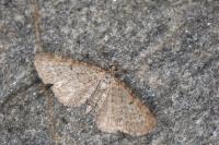 Eupithecia vulgata