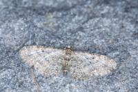 Eupithecia lariciata
