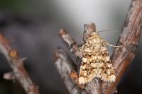Hadena irregularis