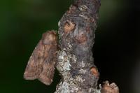 Rusina ferruginea