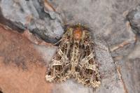 Sideridis rivularis