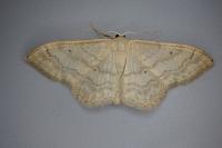 Idaea deversaria