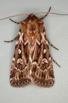 Lycophotia porphyrea