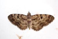 Eupithecia abietaria