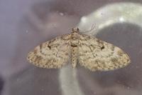 Eupithecia tantillaria