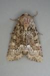 Oligia strigilis