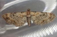 Eupithecia pyreneata