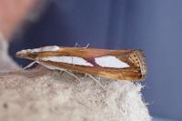 Catoptria gr. permutatellus
