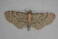 Eupithecia haworthiata