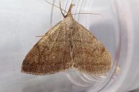 Pechipogo strigilata