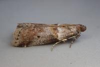 Acrobasis sodalella