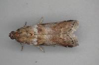 Acrobasis sodalella