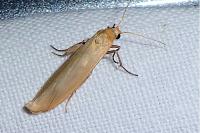 Indalia pygmaeola pallifrons