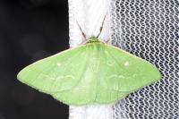 Thetidia smaragdaria