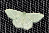 Phaiogramma etruscaria