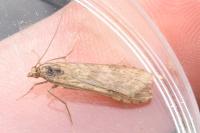 Nomophila noctuella