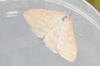 Sitochroa verticalis