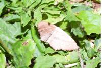 Scopula imitaria
