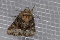 Oligia strigilis/versicolor