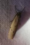 Pelosia muscerda