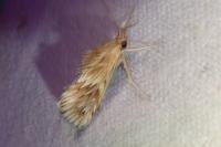 Cynaeda dentalis