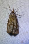 Thisanotia chrysonuchella