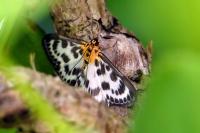 Anania hortulata