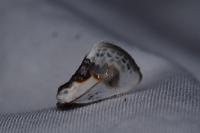 Cilix