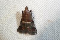 Acrobasis marmorea