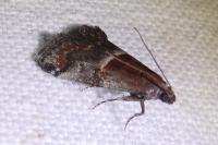 Acrobasis marmorea