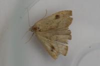 Rivula sericealis
